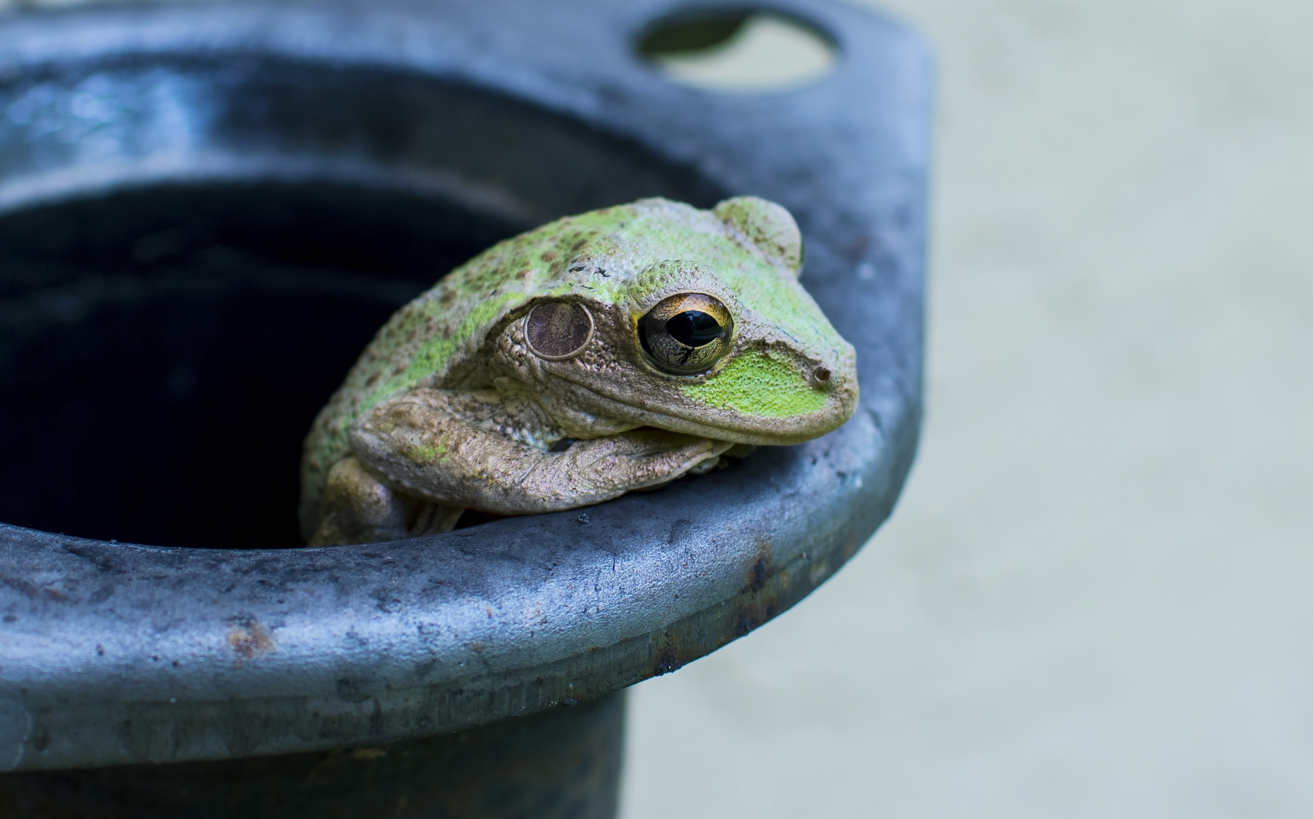 Are Frogs in Pots and Birds in Hands Recipes for Dissatisfaction?